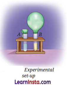 The Invisible Living World Beyond Our Naked Eye Class Questions And Answers Science Chapter