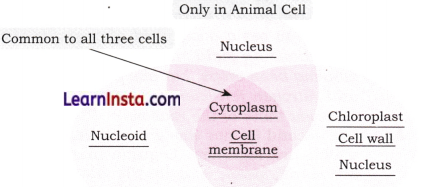 The Invisible Living World Beyond Our Naked Eye Class 8 Questions And Answers Science Chapter 2