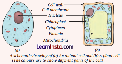 The Invisible Living World Beyond Our Naked Eye Class Extra Questions And Answers Science