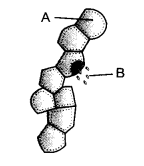 HOTS Questions for Class 9 Science Chapter 13 Why Do we Fall Ill image - 1