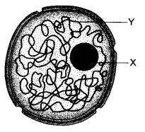 HOTS Questions for Class 9 Science Chapter 5 The Fundamental Unit of Life image - 1