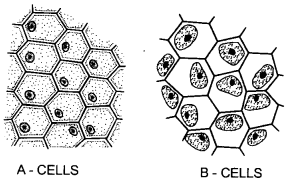 HOTS Questions for Class 9 Science Chapter 5 The Fundamental Unit of Life image - 2