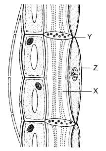 HOTS Questions for Class 9 Science Chapter 6 Tissues image - 2