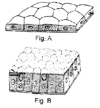 HOTS Questions for Class 9 Science Chapter 6 Tissues image - 3