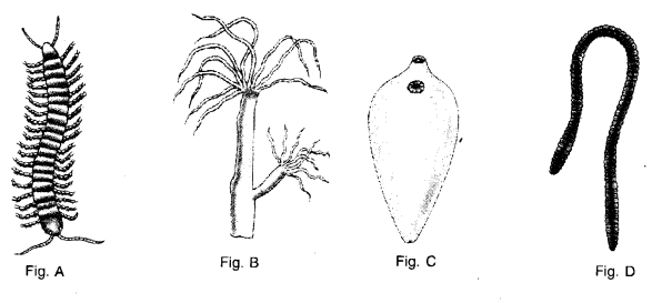 HOTS Questions for Class 9 Science Chapter 7 Diversity in Living Organisms image - 2