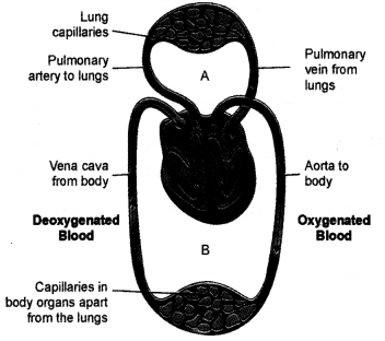 HOTS Questions for Class 10 Science Chapter 6 Life Processes image - 2