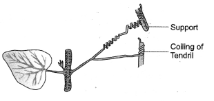 HOTS Questions for Class 10 Science Chapter 7 Control and Coordination image - 1