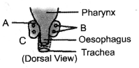 HOTS Questions for Class 10 Science Chapter 7 Control and Coordination image - 2