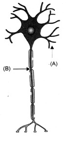 HOTS Questions for Class 10 Science Chapter 7 Control and Coordination image - 3