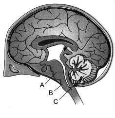 HOTS Questions for Class 10 Science Chapter 7 Control and Coordination image - 4