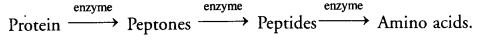 NCERT Solutions for Class 10 Science Chapter 6 Life Processes image - 1