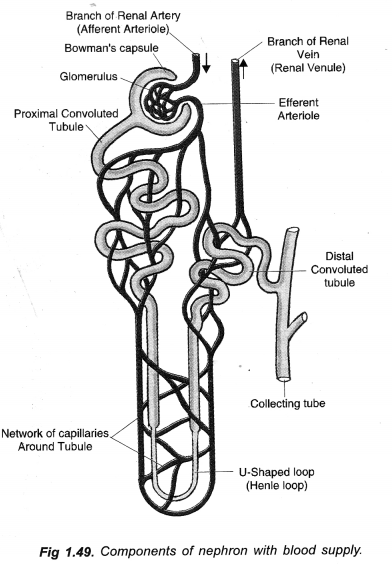 NCERT Solutions for Class 10 Science Chapter 6 Life Processes image - 3