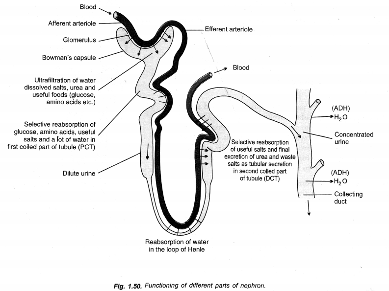 NCERT Solutions for Class 10 Science Chapter 6 Life Processes image - 4