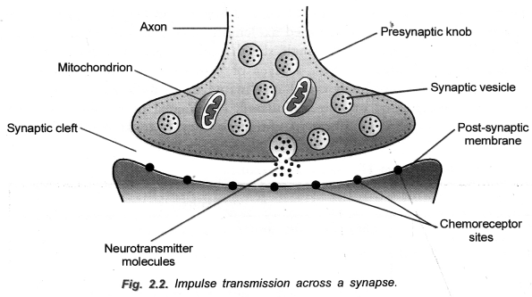 NCERT Solutions for Class 10 Science Chapter 7 Control and Coordination image - 1