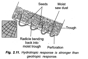 NCERT Solutions for Class 10 Science Chapter 7 Control and Coordination image - 2