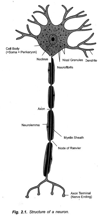 NCERT Solutions for Class 10 Science Chapter 7 Control and Coordination image - 3