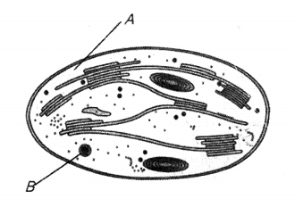 NCERT Exemplar Solutions for Class 11 Biology Chapter 13 Photosynthesis 1