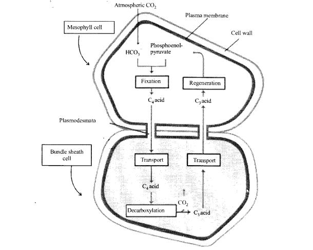 NCERT Exemplar Solutions for Class 11 Biology Chapter 13 Photosynthesis 3