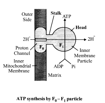 NCERT Exemplar Solutions for Class 11 Biology Chapter 14 Respiration in Plants 2