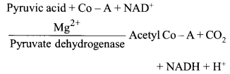 NCERT Exemplar Solutions for Class 11 Biology Chapter 14 Respiration in Plants 9