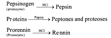 NCERT Exemplar Solutions for Class 11 Biology Chapter 16 Digestion and Absorption 11