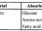 NCERT Exemplar Solutions for Class 11 Biology Chapter 16 Digestion and Absorption 5