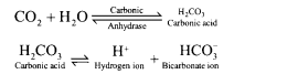 NCERT Exemplar Solutions for Class 11 Biology Chapter 17 Breathing and Exchange of Gases 2