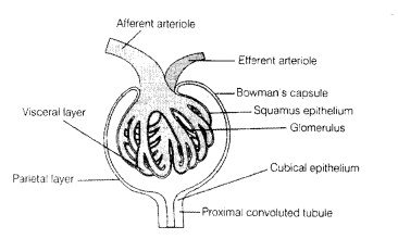 NCERT Exemplar Solutions for Class 11 Biology Chapter 19 Excretory Products and their Elimination 2