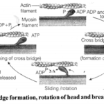 NCERT Exemplar Solutions for Class 11 Biology Chapter 20 Locomotion and Movement 1.1l