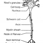 NCERT Exemplar Solutions for Class 11 Biology Chapter 21 Neural control and co-ordination 1.1