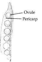 NCERT Exemplar Solutions for Class 12 Biology chapter 1 Reproduction in Organisms 3