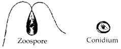 NCERT Exemplar Solutions for Class 12 Biology chapter 1 Reproduction in Organisms 4