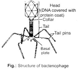 NCERT Exemplar Solutions for Class 12 Biology chapter 10 Microbes in Human Welfare 4