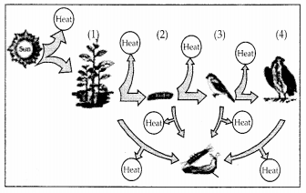 NCERT Exemplar Solutions for Class 12 Biology chapter 14 Ecosystem 3