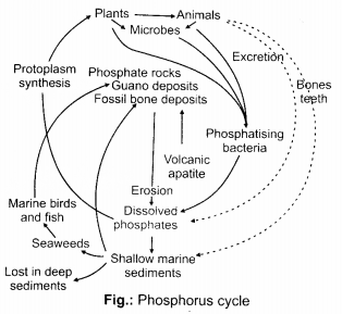 NCERT Exemplar Solutions for Class 12 Biology chapter 14 Ecosystem 9