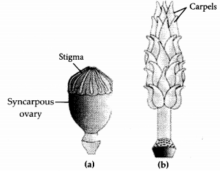NCERT Exemplar Solutions for Class 12 Biology chapter 2 Sexual Reproduction,in Flowering Plants 7