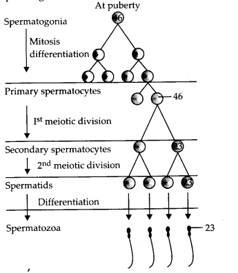 NCERT Exemplar Solutions for Class 12 Biology chapter 3 Human Reproduction 1