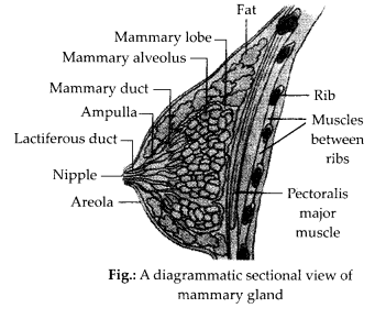 NCERT Exemplar Solutions for Class 12 Biology chapter 3 Human Reproduction 15