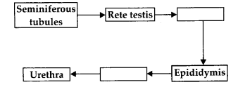 NCERT Exemplar Solutions for Class 12 Biology chapter 3 Human Reproduction 4