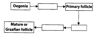 NCERT Exemplar Solutions for Class 12 Biology chapter 3 Human Reproduction 6