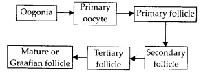 NCERT Exemplar Solutions for Class 12 Biology chapter 3 Human Reproduction 7