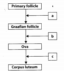 NCERT Exemplar Solutions for Class 12 Biology chapter 3 Human Reproduction 8
