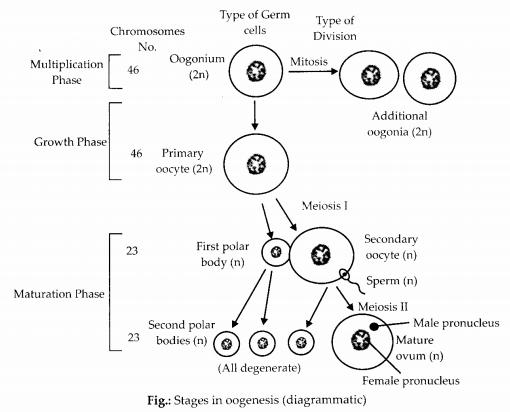 NCERT Exemplar Solutions for Class 12 Biology chapter 3 Human Reproduction 9