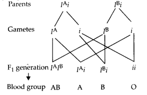 NCERT Exemplar Solutions for Class 12 Biology chapter 5 Principles of Inheritance and Variation 12