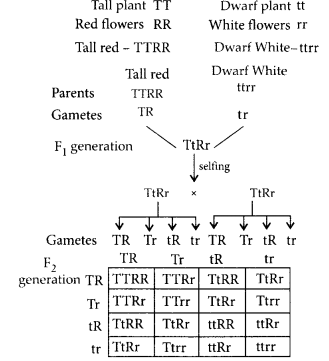 NCERT Exemplar Solutions for Class 12 Biology chapter 5 Principles of Inheritance and Variation 15