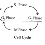 NCERT Solutions for Class 11 Biology Chapter 10 Cell Cycle and Cell Division 1