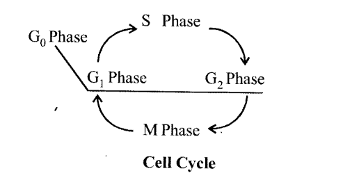 NCERT Solutions for Class 11 Biology Chapter 10 Cell Cycle and Cell Division 1