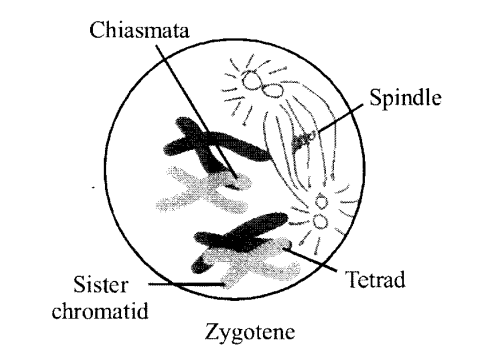 NCERT Solutions for Class 11 Biology Chapter 10 Cell Cycle and Cell Division 2