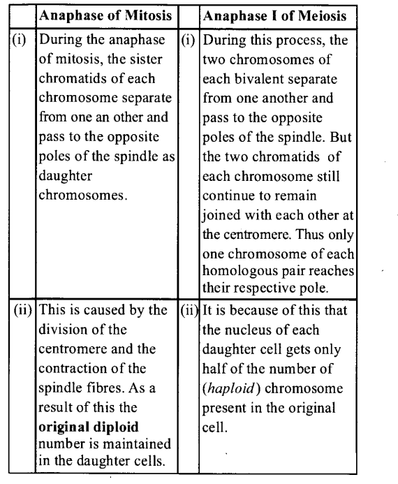NCERT Solutions for Class 11 Biology Chapter 10 Cell Cycle and Cell Division 3