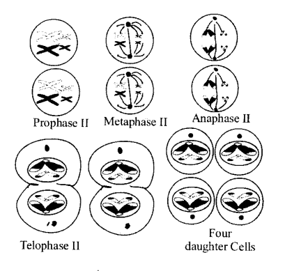 NCERT Solutions for Class 11 Biology Chapter 10 Cell Cycle and Cell Division 9